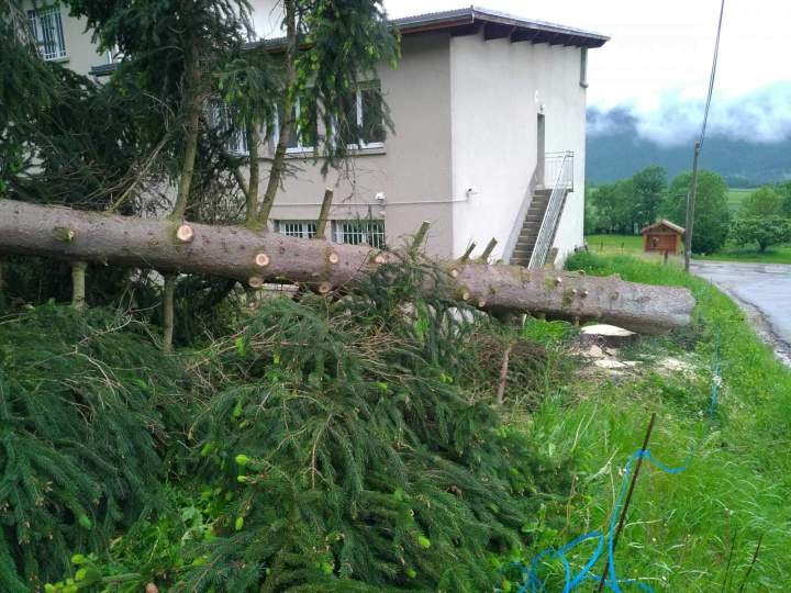 Un abattage d'arbres maîtrisé Autrans-Méaudre en Vercors