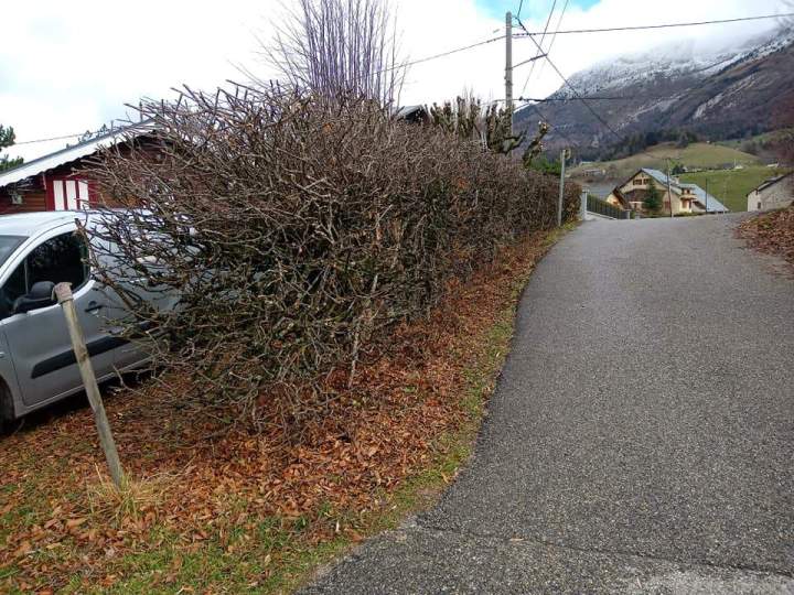 Taille de haie régulière Autrans-Méaudre en Vercors