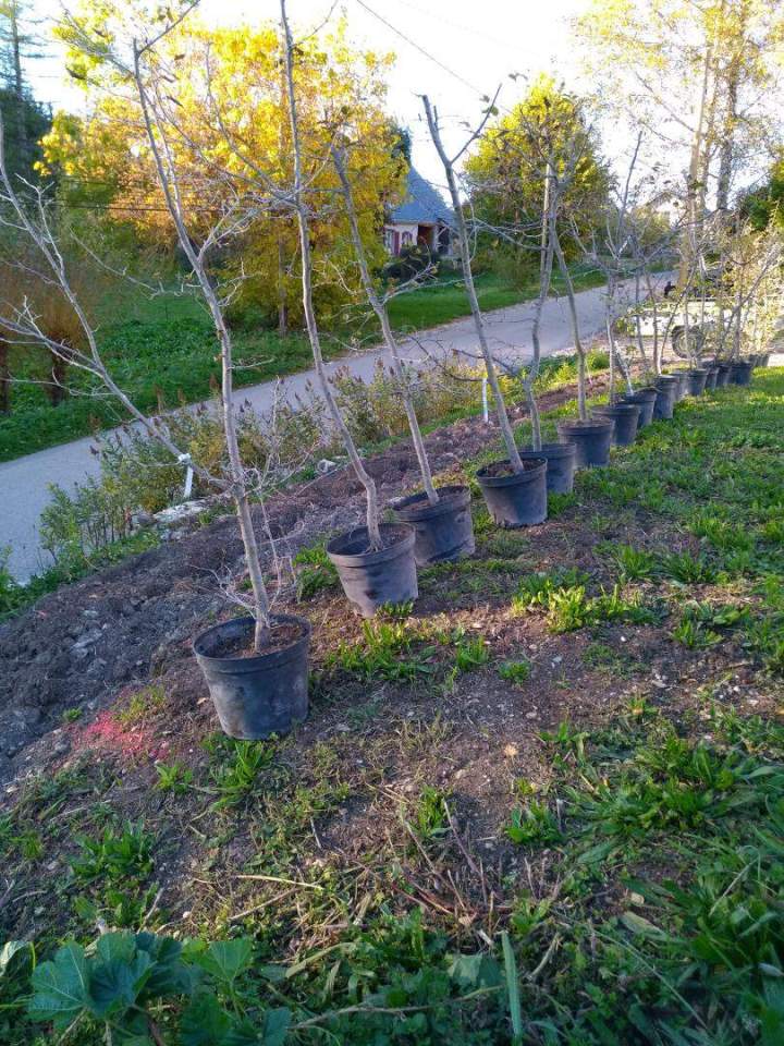 Des arbustes prêts pour la plantation Autrans-Méaudre en Vercors