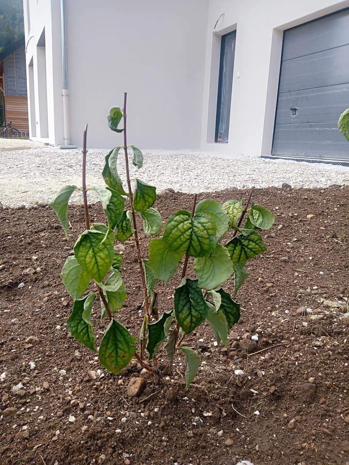 Plantation de différents espèces d'arbustes Autrans-Méaudre en Vercors