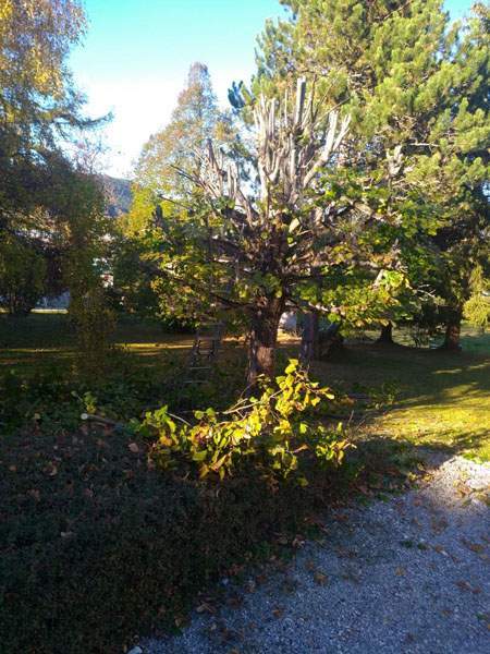 Taille esthétique d'arbres Autrans-Méaudre en Vercors